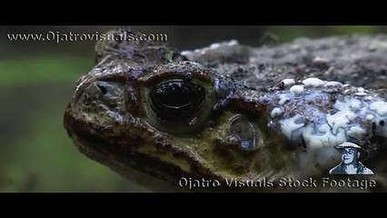 Alligator Eats Marine Toad Footage