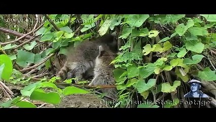 Raccoons Kits Eat Alligator Eggs 01