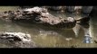 Nile Crocodiles In Florida Footage 01