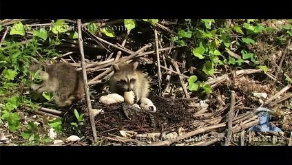 Raccoons Kits Eat Alligator Eggs 02