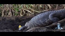 Alligator Mother Protecting Hatchlings 02