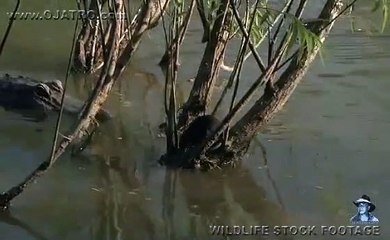 Alligator Attack Part 17 17 Alligator vs Rat