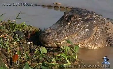 Alligator Attack Part 09 17 - Alligator vs Turtle