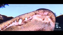 Alligators Underwater 01
