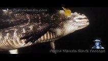 Alligators Underwater At Night Footage 01