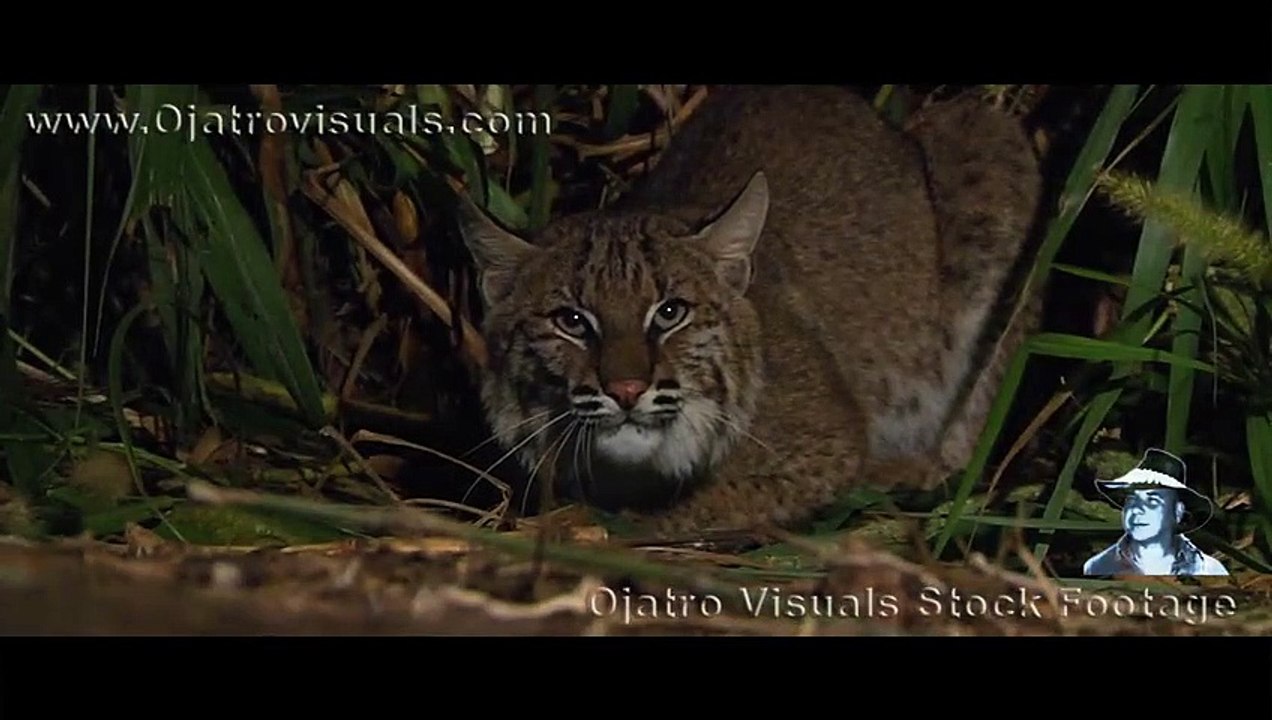 Alligator Mother Protecting Hatchlings 03