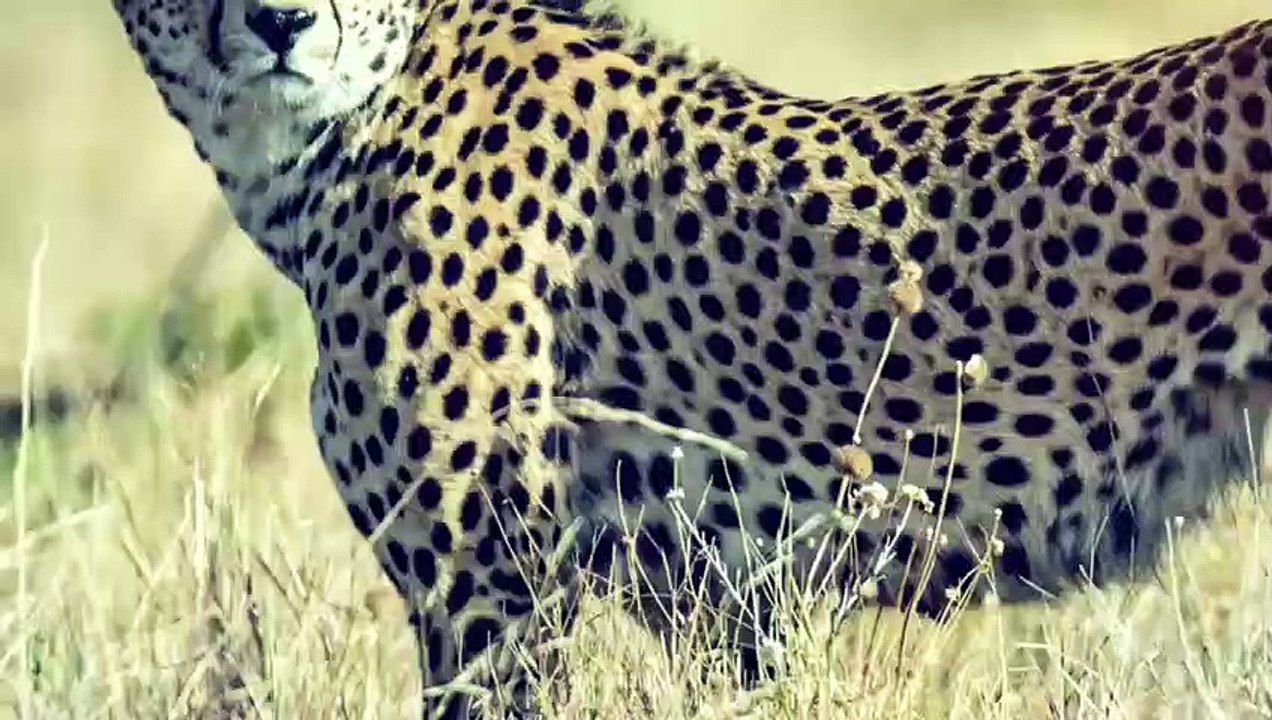 10 gnadenlose Eisbären zermalmen ihre Beute zu Tode