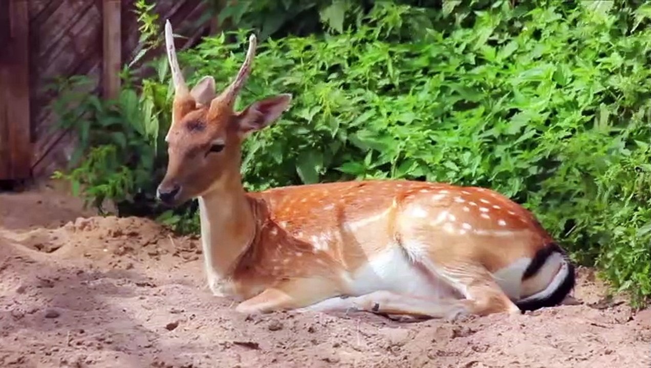 Die 14 erstaunlichsten Bärenangriffe, die vor der Kamera festgehalten wurden