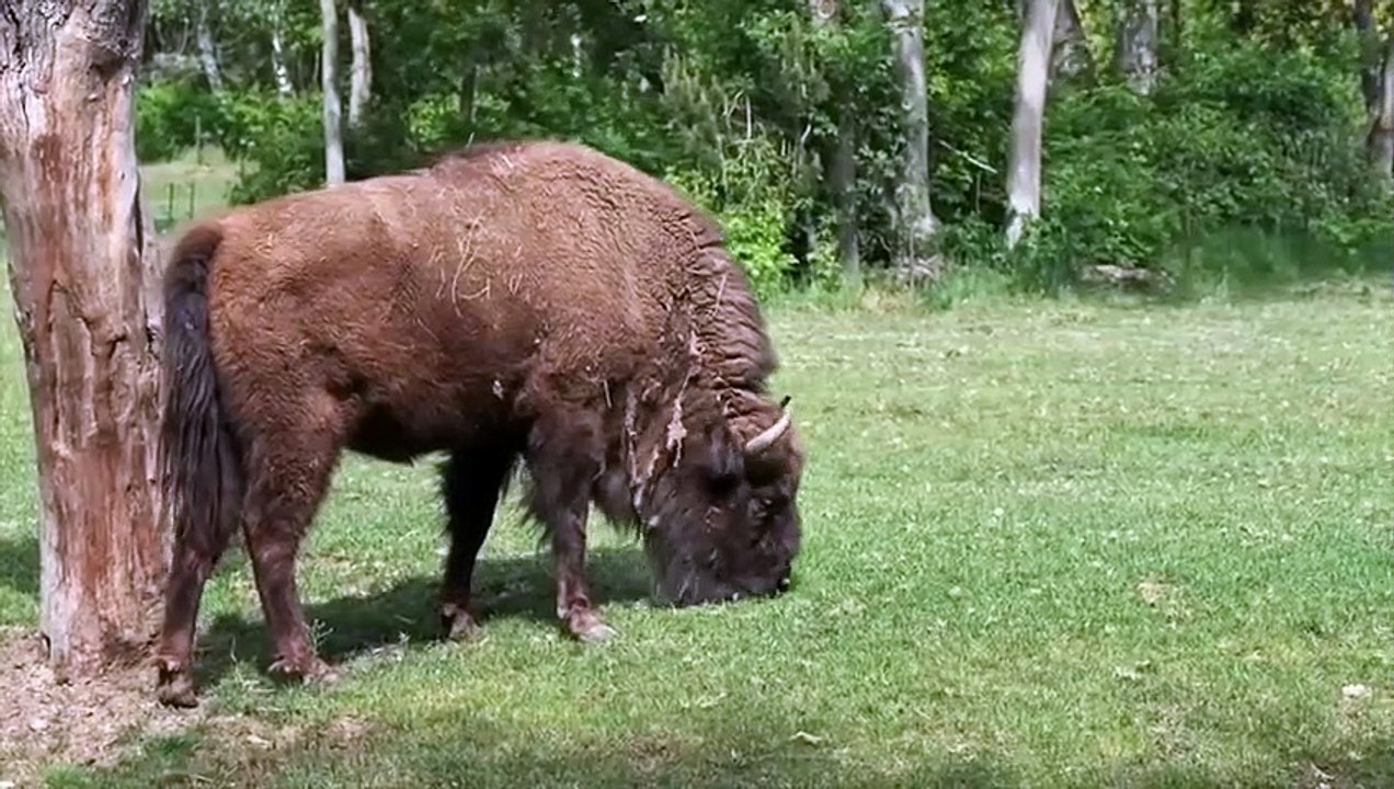 Diese Tiere haben vor nichts Angst!