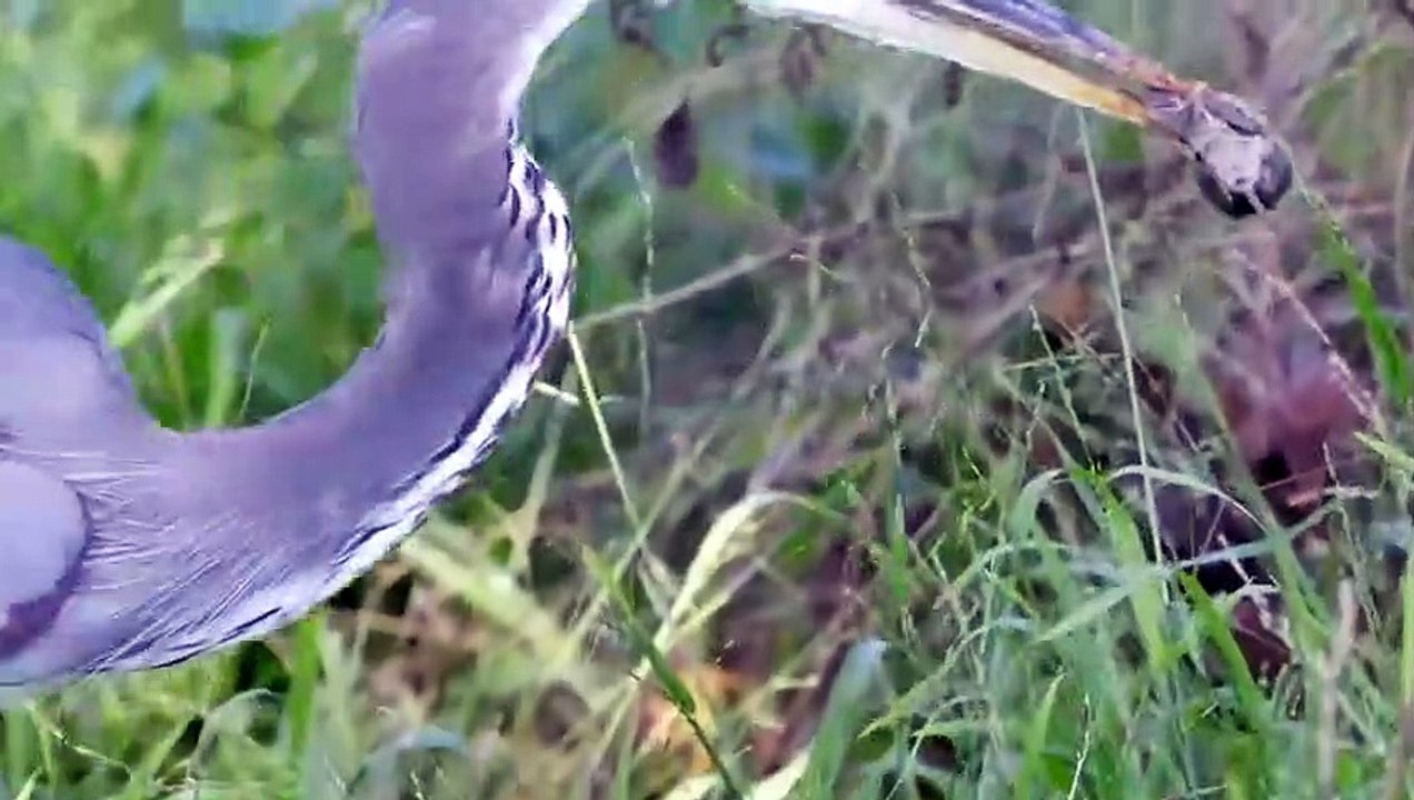 Wie der Graureiher jagt und Beute fängt