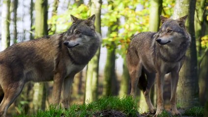 Ein Wolf war gefangen, aber schau, wer dem Tier zur Hilfe kam.