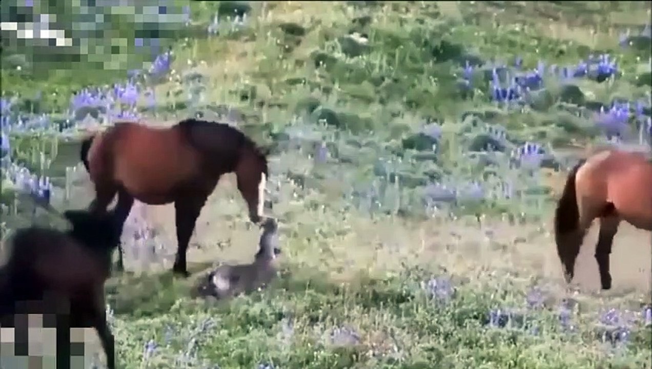 Die mächtigsten Tierkämpfe der Welt Wildpferd, Zebra, Komodo   Kämpfe mit wilden Tieren