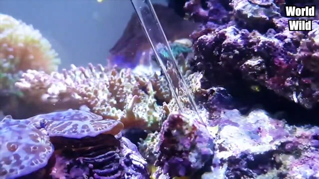 Das lauteste Tier der Welt!