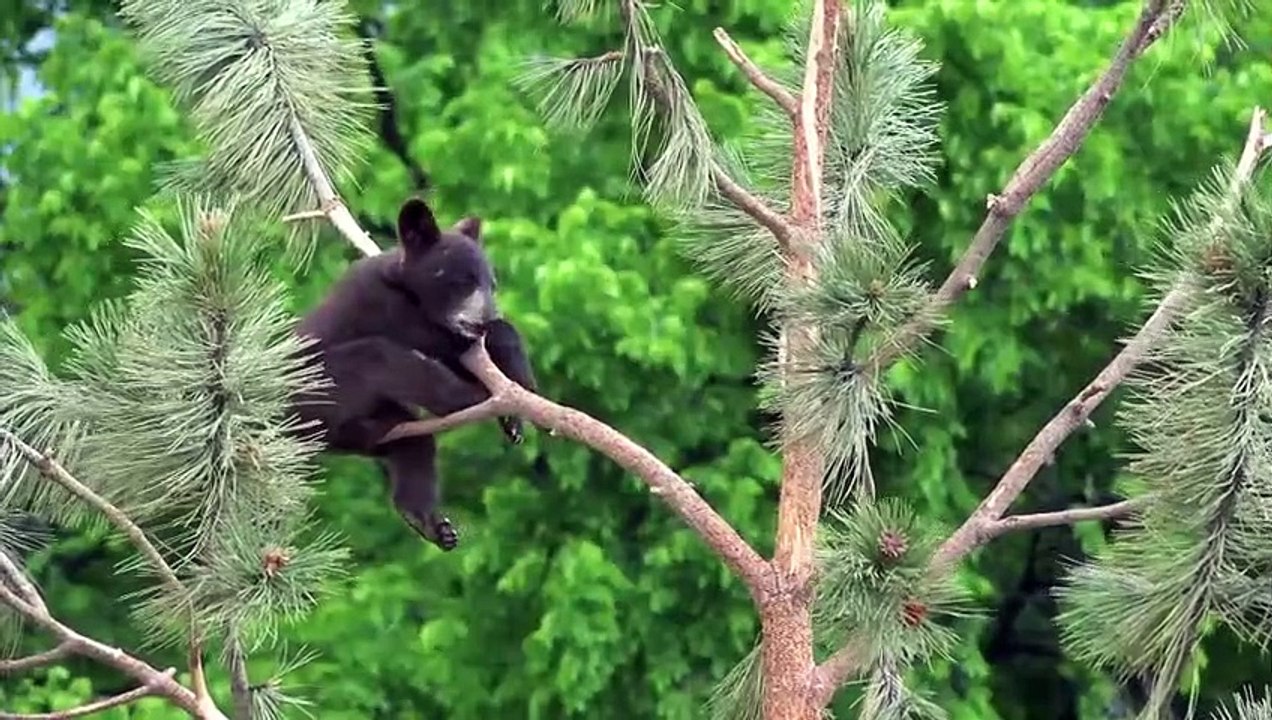 Löwen sind Könige, aber scheitern! Bärenmutter rettet ihr Baby vor Puma Angriff, Giraffe vs Löwe