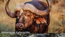 Erschreckend... ein arroganter Löwe wird von einem Büffel gequält - Wildtierangriff