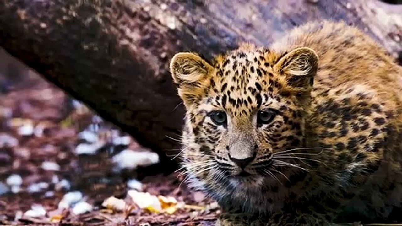 23 Tierhelden, die ihre Besitzer beschützen