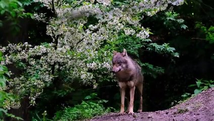 KANGAL -  DER MÖRDER DER WÖLFE