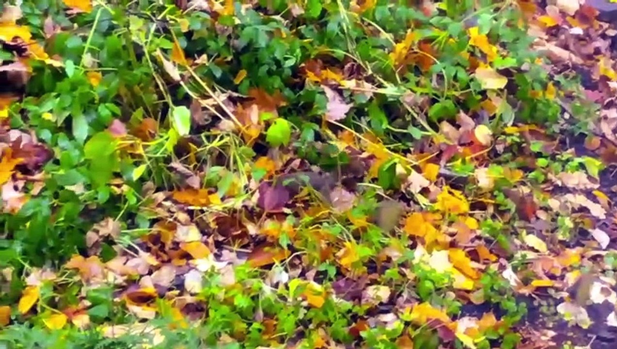 Greifvögel im Angriff Wozu Adler, Falke und Wanderfalke fähig sind