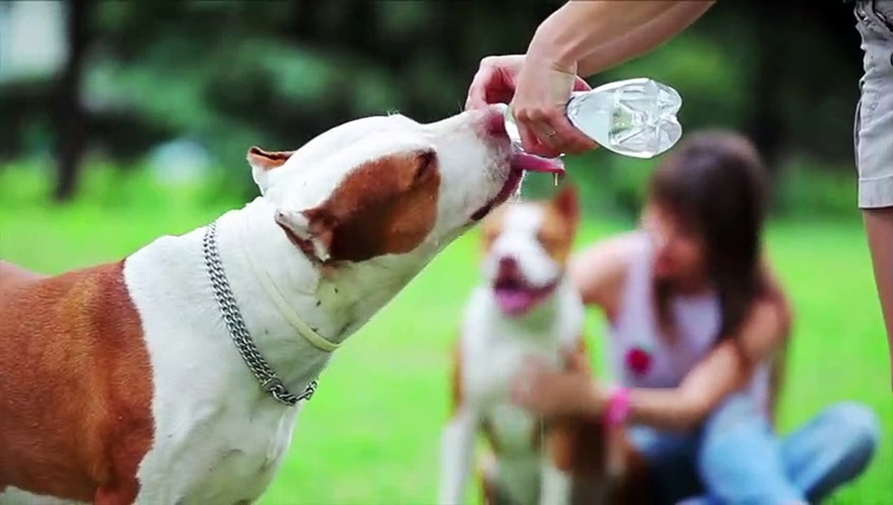 Pferd und Kuh Kreuzungen