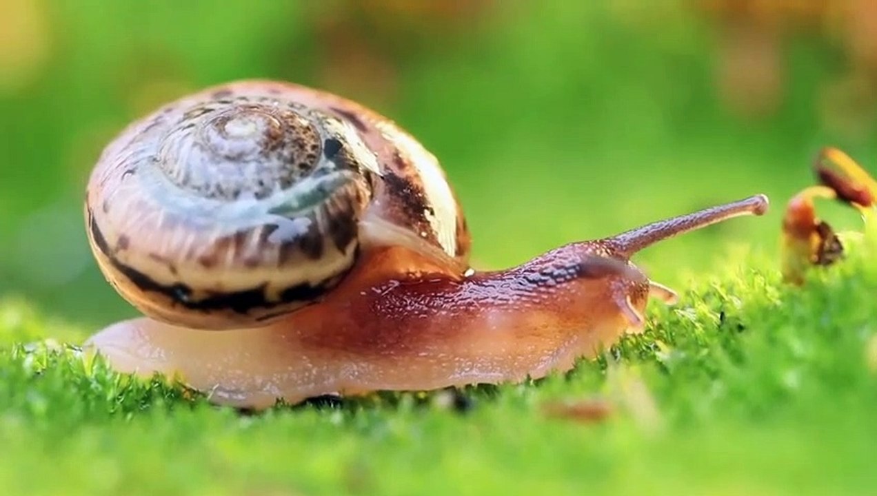 10 Dinge, die Du nicht über Tiere wusstest!