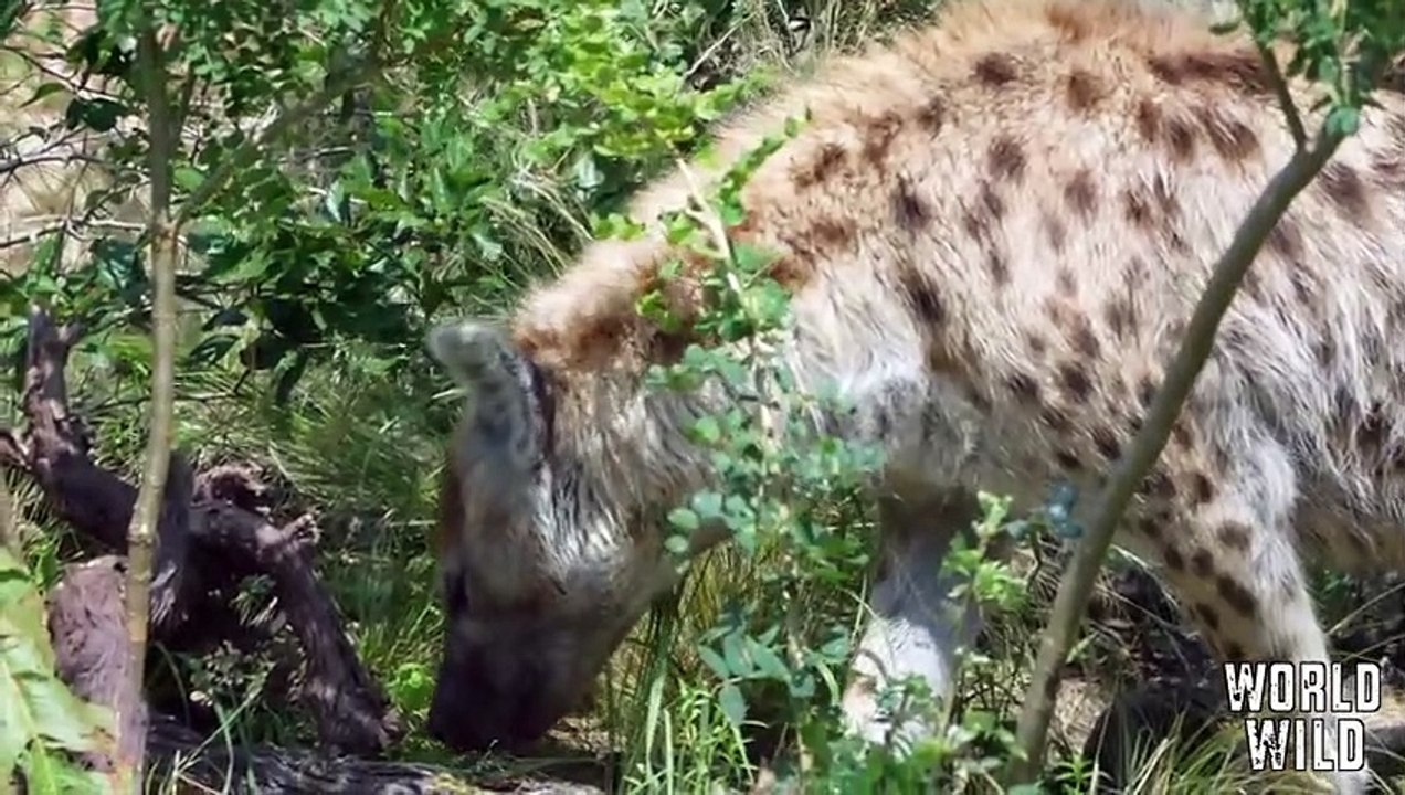 12 Mal haben sich Hyänen mit den falschen Tieren angelegt!
