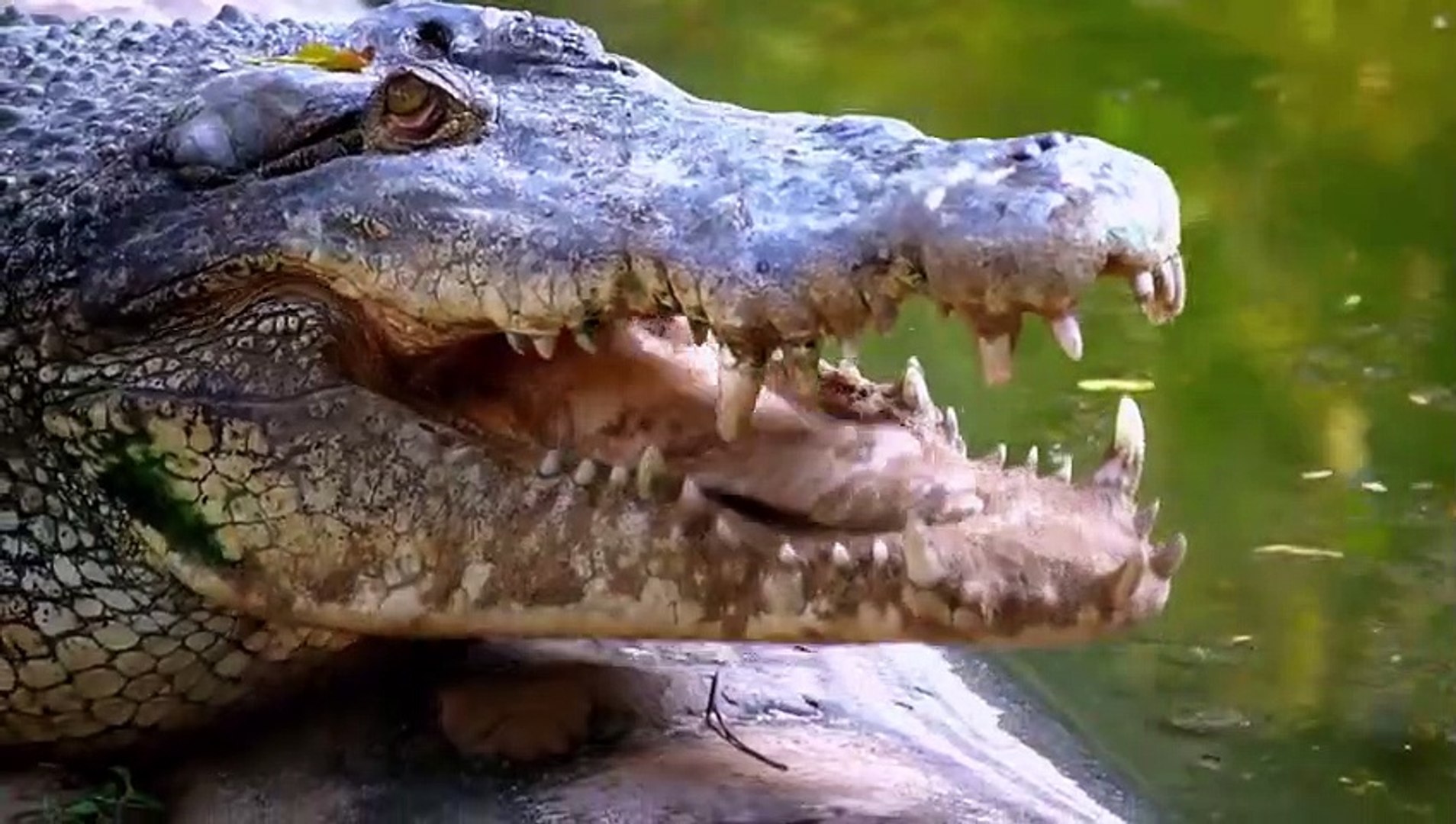 ⁣30 állat, ami tényleg rossz ellenfelekkel szórakozott