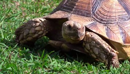 PYTHON griff ein KROKODIL an  Hier ist, was als nächstes geschah