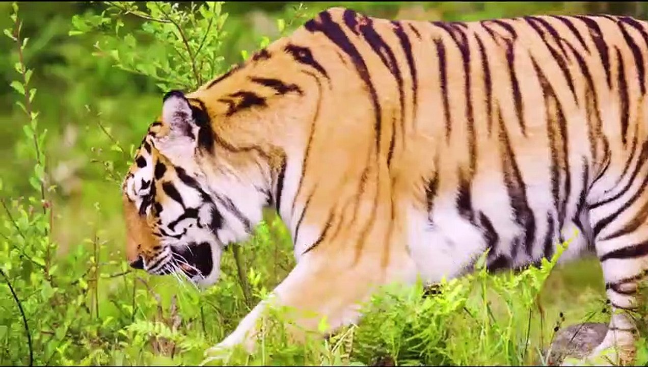 Top 10 der stärksten Raubtiere in der Wildnis! Beute gegen Raubtier