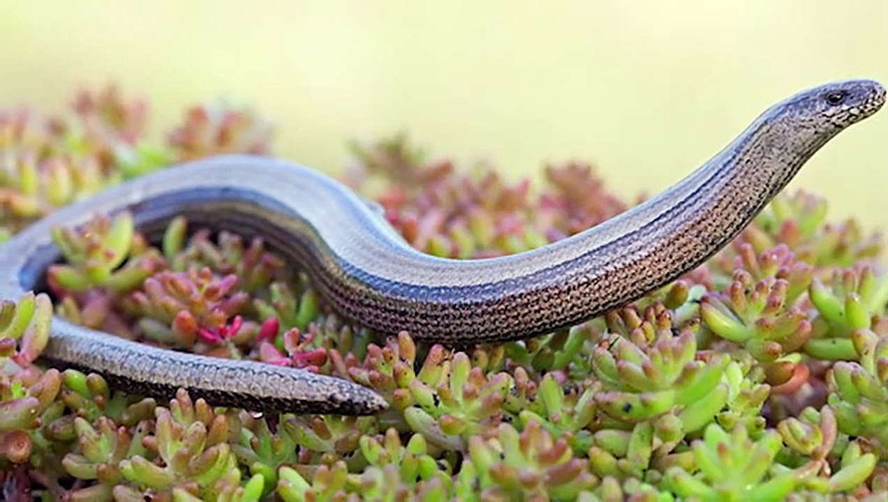 Die 7 seltsamsten Schlangenarten der Welt