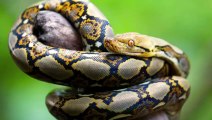 Die 10 größten jemals entdeckten Schlangen