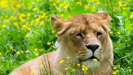 Die 15 Erstaunlichsten Löwenangriffe, Die Mit Der Kamera Festgehalten Wurden