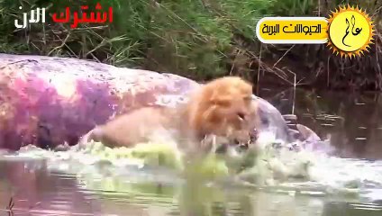 مدهش..التماسيح قررت أَخيراً القضاء على الأسود فكانت قوتهم كالصاعقة !! الحياة البرية في عالم الحيوان