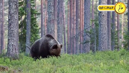 Descargar video: مدهش..الدب الأم تدافع عن صغيرها بشكل لا يصدق  عالم الحيوان