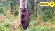 مدهش..الدب الجائع لا يعرف الرحمة شئ لا يصدق  في عالم الحيوان