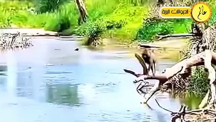 مدهش..الطيور الجائعة لا تعرف الرحمة!!معارك مجنونة وصراع البقاء  في عالم الحيوان