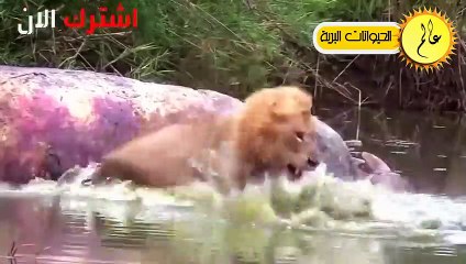 مدهش..النسور الجائعة لا تعرف الرحمة!! الحياة البرية في عالم الحيوان