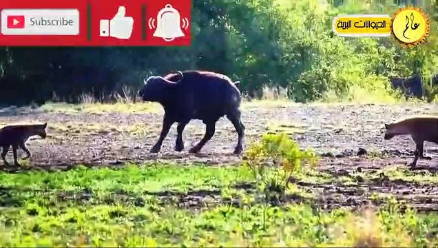 مدهش..حيوانات شجاعة دافعت عن نفسها بشكل لا يصدق!!عندما تقاوم الفريسة عالم الحيوان