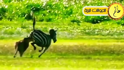 مدهش..حمار وحشي يتخلي عن الخوف ويواجه الاسود البرية بشكل لا يصدق عالم الحيوان