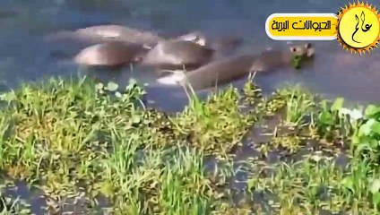 مدهش..ثعالب الماء الغاضبة تواجه التماسيح العملاقة بشكل لا يصدق عالم الحيوان