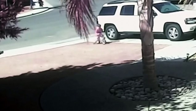 Ce chat héroïque protège l'enfant contre un gros chien - ZAPPING SAUVAGE