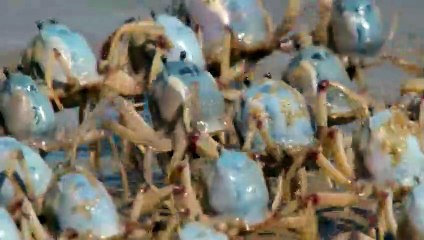 PRÉDATEURS 3 3 (FRANCE 5 BBC) - ZAPPING SAUVAGE 52