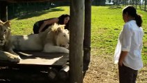 Cette femme a une relation spéciale avec un lion blanc - ZAPPING SAUVAGE