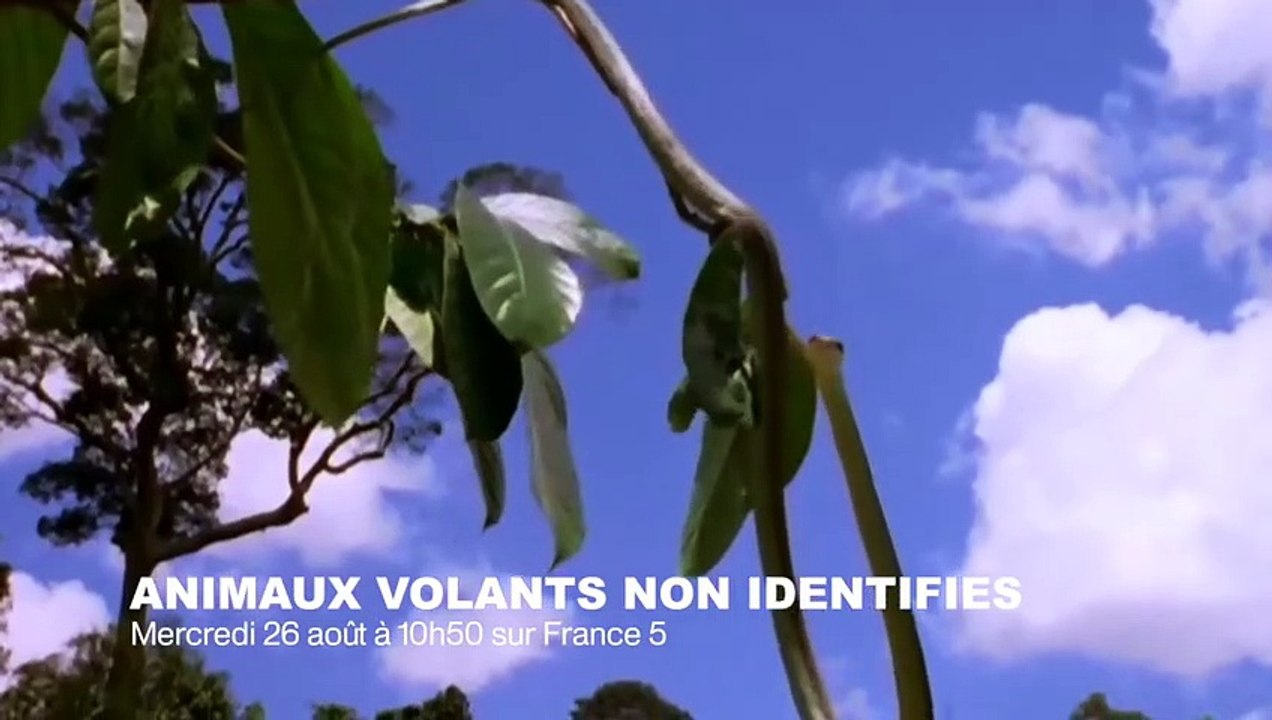 Sexe  doux comme un ours polaire  - ZAPPING SAUVAGE 38