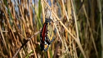 Splendide naissance de papillon (timelapse) - ZAPPING SAUVAGE 34