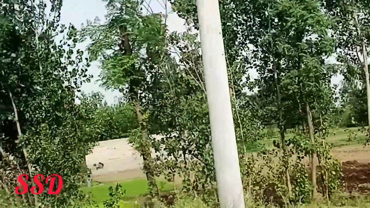 Greenery by the road side