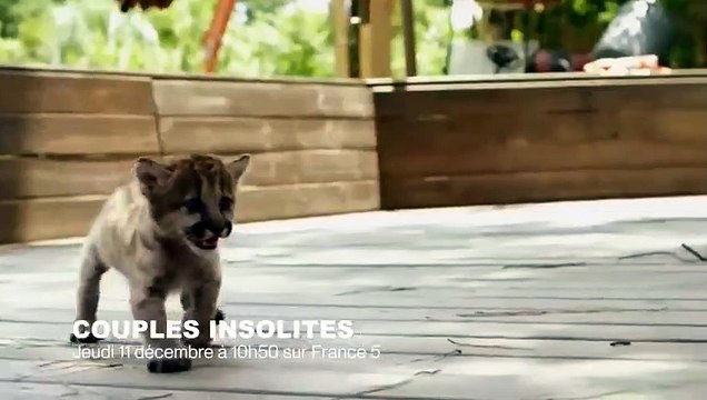 Une chatte adopte des canetons orphelins - ZAPPING SAUVAGE 18