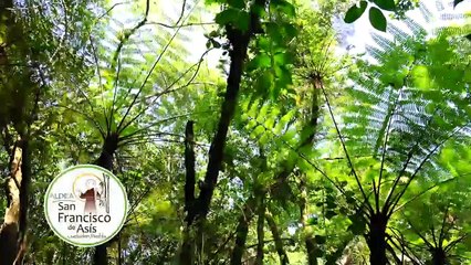 Download Video: El Bosque del Carbonífero | Conexión Milenio