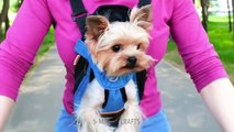 COOL DIYS and HACKS for SMART PET OWNERS