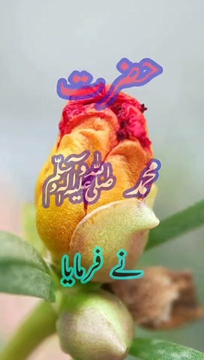 Hadees | hadees e pak | hadees sharif | hadees mubarak | hadees WhatsApp stutus urdu