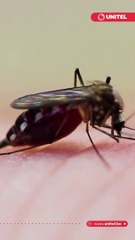 ¿Cansado de los mosquitos? ¿Quieres alejarlos? esto es lo que dicen los científicos